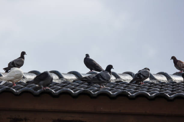 istock Brown Pigeon sitting on  house roof 1024854008