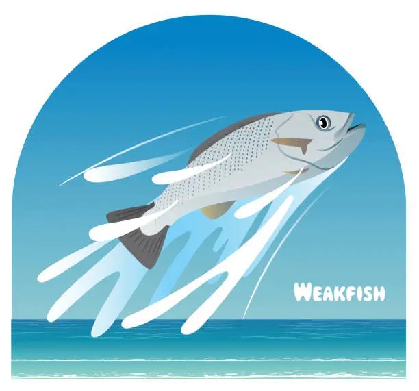 Vector illustration of WEAKFISH