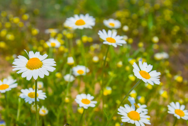 istock closeup white camomiles in a summer prairie 1024863430