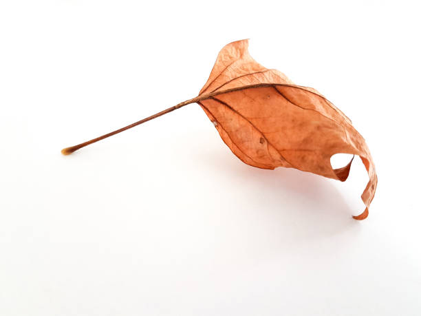istock autumn leaf colors isolated  in wite for background 1024864772