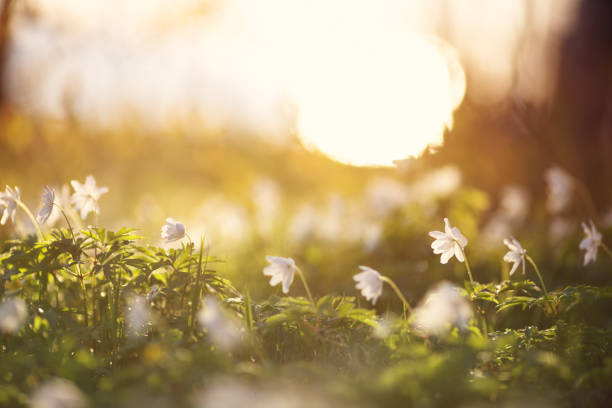 istock Wood with beautiful spring flowers at sunset 1024865372