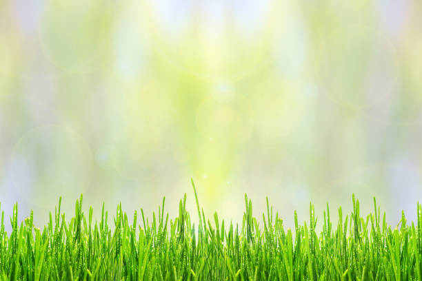 istock Spring or summer abstract background with green grass and sunlight bokeh lights 1024865480