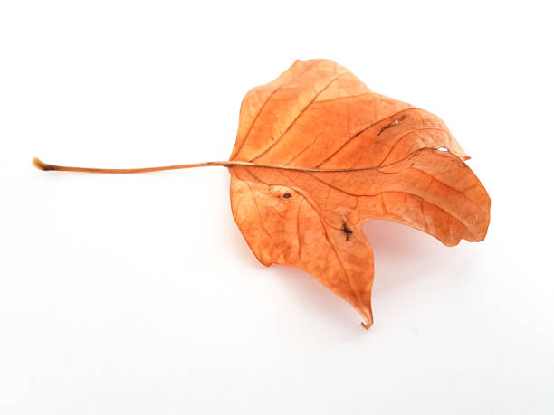 istock autumn leaf colors isolated  in wite for background 1024870738