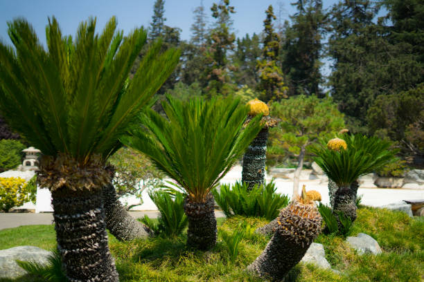 istock Sago palm in Garden 1024882738