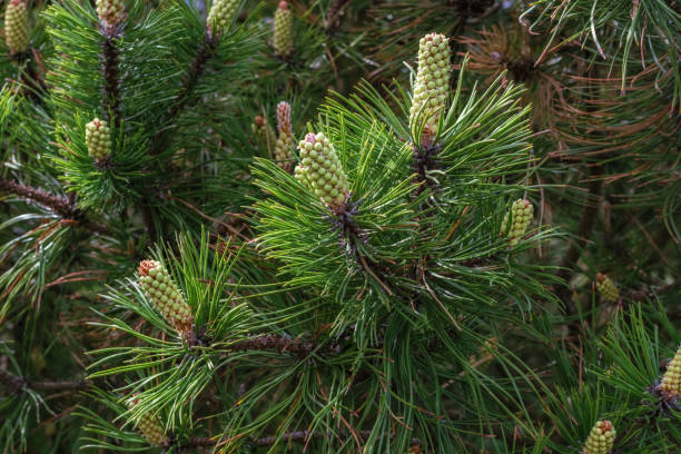 istock Background of cones and needles. 1024883596
