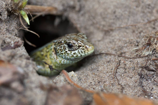Male sand lizard (Lacerta agilis) in Soest (the Netherlands)