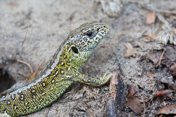 istock Male sand lizard (Lacerta agilis) in Soest (the Netherlands) 1024886938