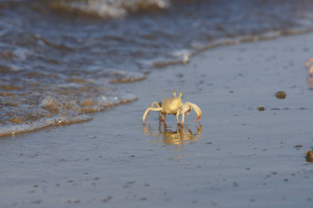 istock Crabs on the beach very close 1024897824