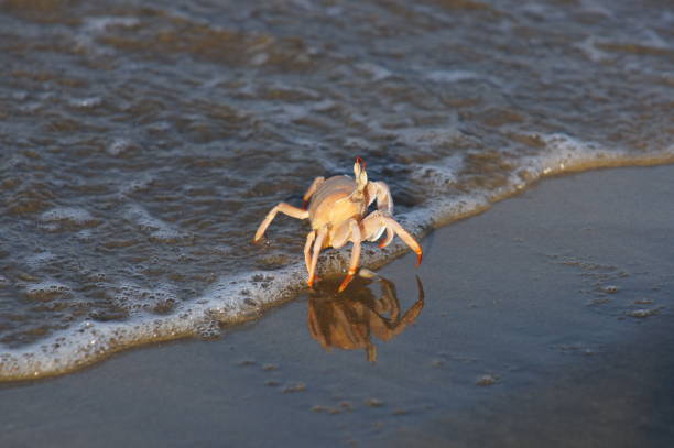 istock Crabs on the beach very close 1024897934
