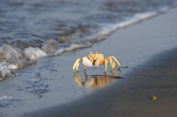 istock Crabs on the beach very close 1024897940