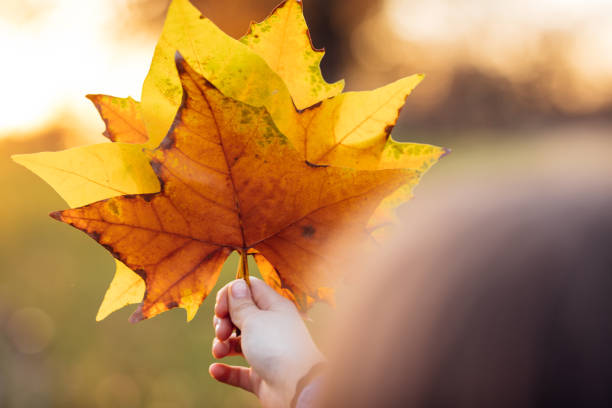 istock Hand holding a yellow autumn leaf, on sunny background 1024902904