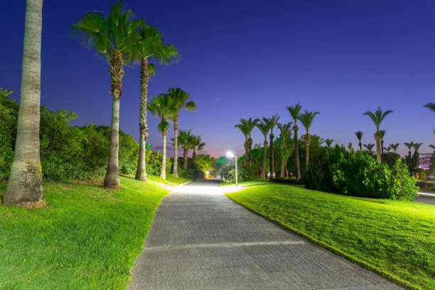 istock Beautiful pathway with palm trees at the beach of Turkey 1024902938
