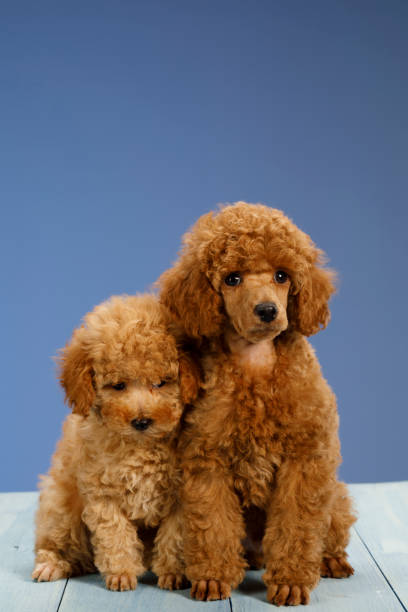 istock Two cute brown poodles puppies 1024909266