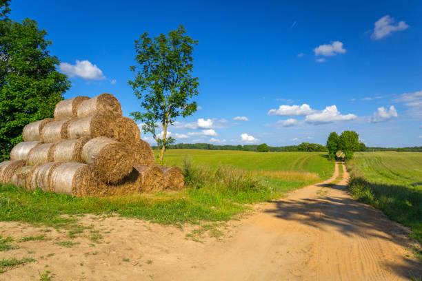 istock Idyllic summer meadow with single path in Poland 1024909376