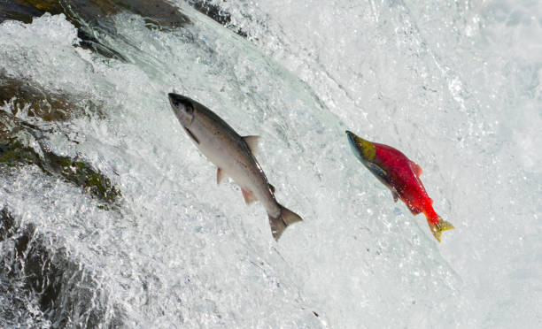 salmon, alaska - katmai national park imagens e fotografias de stock