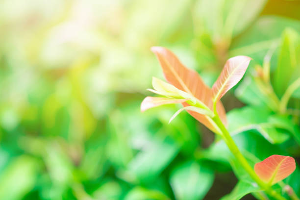 Closeup red, orange and green leaf in the garden on blurred background.