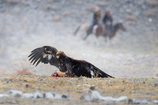 Mongolia,Hunting With Birds Of Prey. Ancient Form Of Hunting In The Territory Of Kazakhstan And Mongolia.Golden Eagle With Dead Fox Against The Background Of Two Silhouettes Of Riders And Falling Snow
