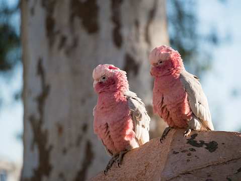 Galah rose-breasted cockatoo, galah cockatoo, pink and grey cockatoo or roseate cockatoo