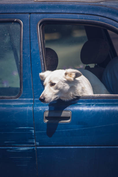 istock Dog looking out of a car window 1024926096
