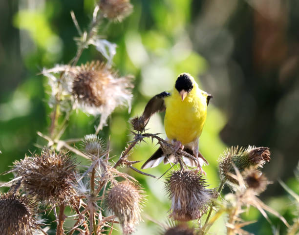 istock American Goldfinch 1024926228