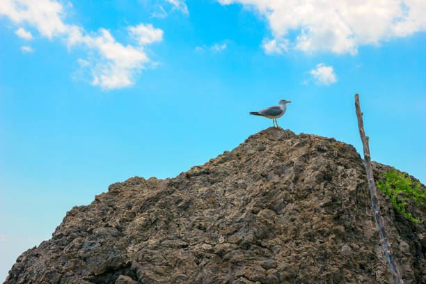 Sea bird Seagull sitting on a rock, against the blue sky