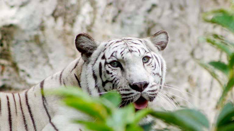 32,062 Endangered Animals Stock Videos and Royalty-Free Footage - iStock | Endangered animals icon, Endangered animals on white 32,062 Endangered Animals Stock Videos and Royalty-Free Footage - iStock | Endangered animals icon, Endangered animals on white
