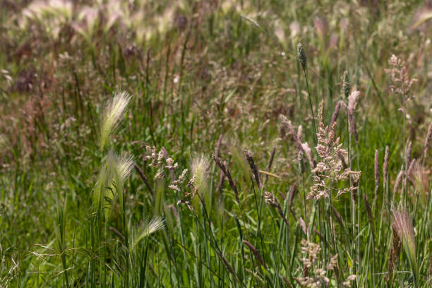 istock Wild grasses in a meadow in Reno, Nevada. 1024931502