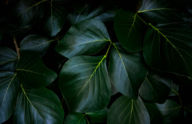 Green leaves pattern background, Natural background Green leaves pattern background, Natural background banana tree stock pictures, royalty-free photos & images