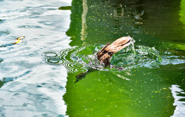 Hooded Merganser (Lophodytes cucullatus) swimming on a lake