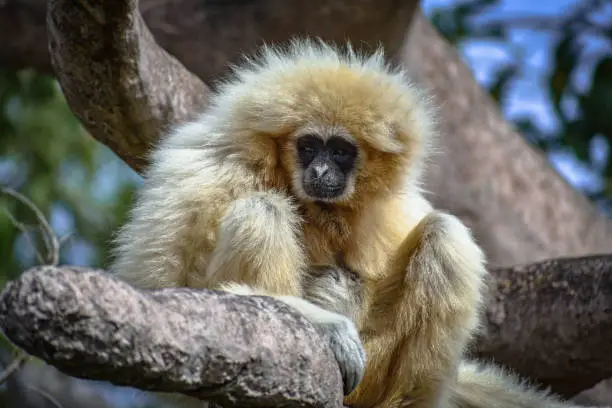 Sad Looking Lar Gibbon (Hylobates lar), also known as White Handed Gibbon, standing on a tree