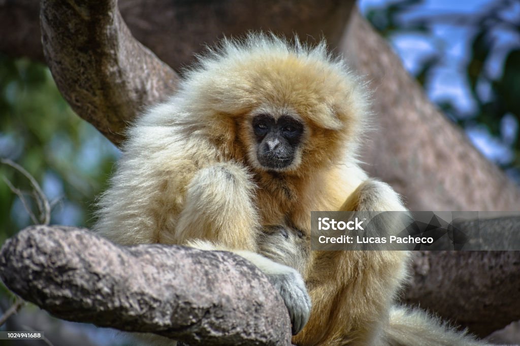 Üzgün seyir Lar beyaz teslim Gibbon, ağaçta ayakta olarak da bilinir Gibbon (Hylobates lar), - Royalty-free ABD Stok görsel Üzgün seyir Lar beyaz teslim Gibbon, ağaçta ayakta olarak da bilinir Gibbon (Hylobates lar), - Royalty-free ABD Stok görsel