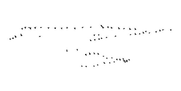 istock Greater white-fronted goose wedge in flight. Vector silhouette a flock of birds 1024944402