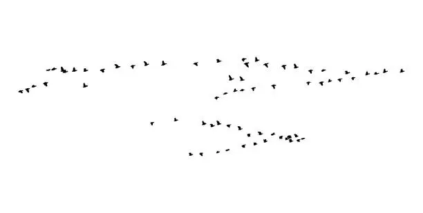 Vector illustration of Greater white-fronted goose wedge in flight. Vector silhouette a flock of birds