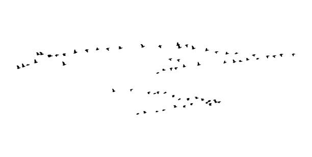 istock Greater white-fronted goose wedge in flight. Vector silhouette a flock of birds 1024946420