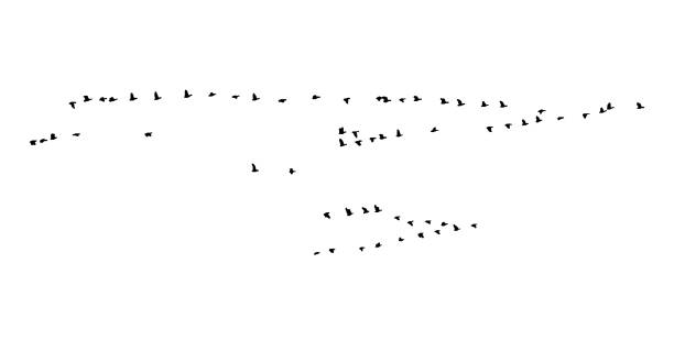istock Greater white-fronted goose wedge in flight. Vector silhouette a flock of birds 1024946440