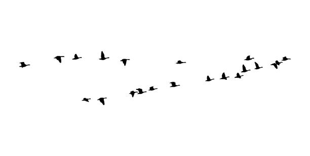 ilustrações de stock, clip art, desenhos animados e ícones de greater white-fronted goose wedge in flight. vector silhouette a flock of birds - bird leadership flying goose