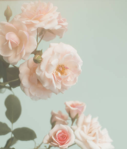 istock Closeup of rose , spring flower, vintage floral pattern, macro 1024953174