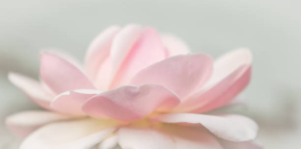 closeup de rosa, flor de primavera, vintage padrão floral, macro - single flower flower pink macro - fotografias e filmes do acervo