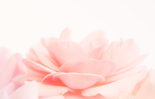 Rose - Flower, Plant, Single Flower, Pink Color, Close-up