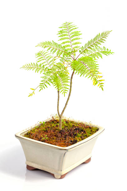 Small Jacaranda Mimosifolia bonsai three years old isolated on white.