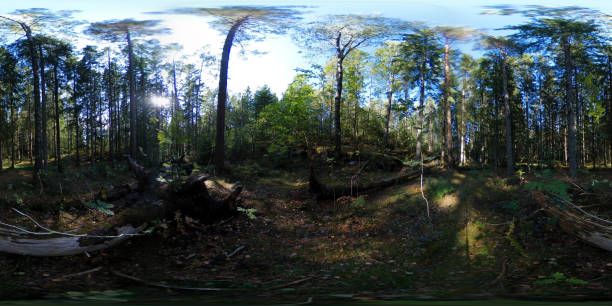 istock Wood Logs and Nordic Forest - 360 VR 1024961230