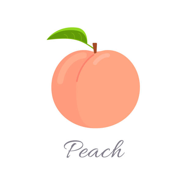 ilustrações, clipart, desenhos animados e ícones de ícone de pêssego com título - nectarine