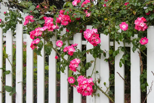 Photo of Wild pink roses growing on a white picket fence with flower garden showing through
