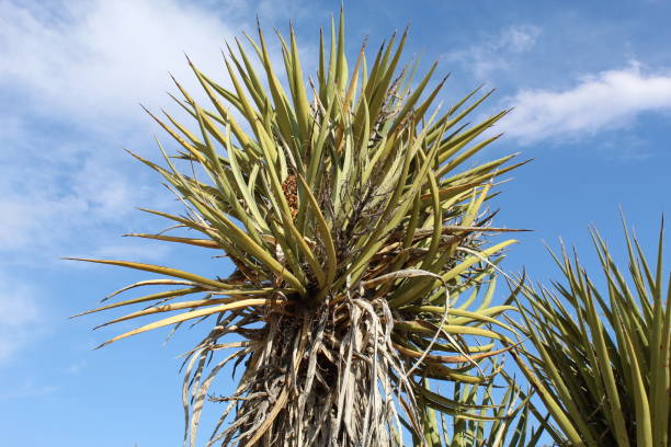 istock YUCCA SCHIDIGERA JOSHUA TREE NATIONAL PARK RMT 1024969600