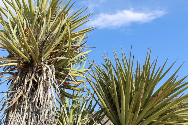 istock YUCCA SCHIDIGERA JOSHUA TREE NATIONAL PARK RMT 1024973668