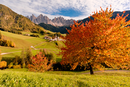 One of the most iconic view of Odle’s moutain range in autumn with cherry trees in full color