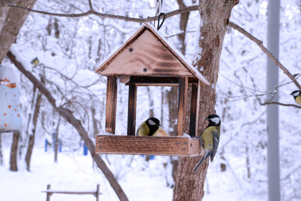 istock Birds in the bird feeder 1024981262