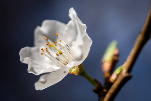 istock Prune blossom contrasted with blue 1024984844