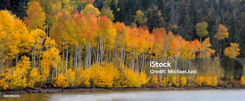 Kolob Reservoir Autumn Fall colors have at arrived at Kolob Reservoir adjacent to Zion National Park, Utaj Aspen Tree Stock Photo