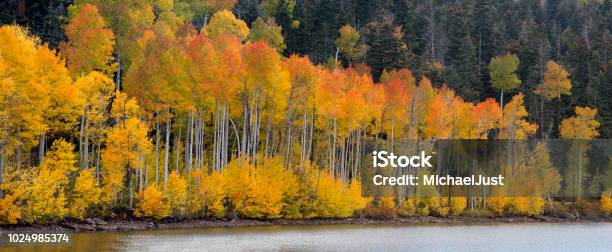 Kolob Reservoir Autumn Stock Photo - Download Image Now - Aspen Tree, Zion National Park, Autumn